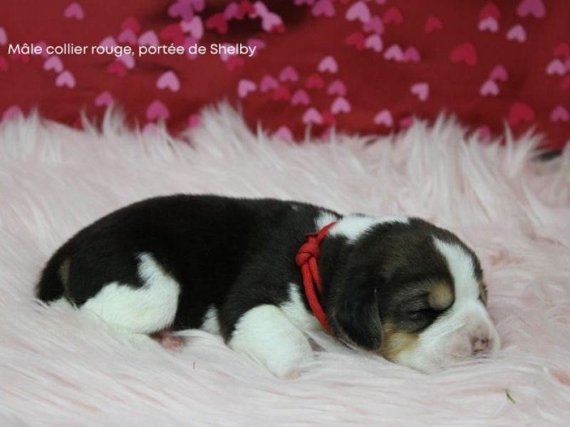 m rouge shelby IMG_4250