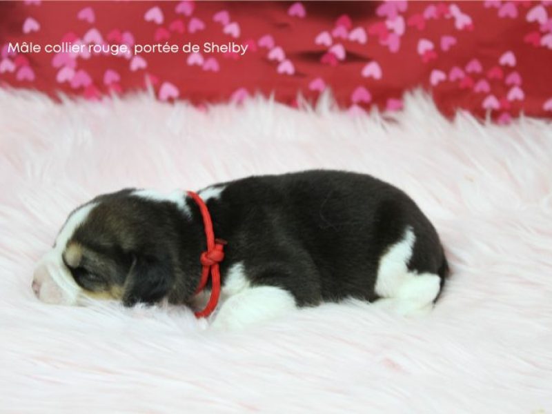 m rouge shelby IMG_4254