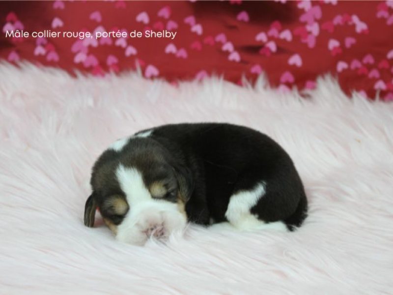 m rouge shelby IMG_4256