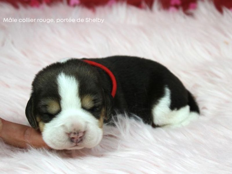 m rouge shelby IMG_4261