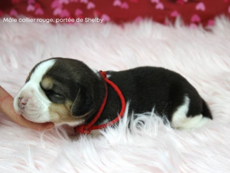 m rouge shelby IMG_4263