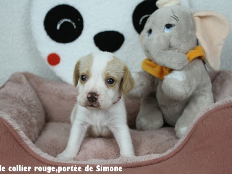 m rougeIMG_7691