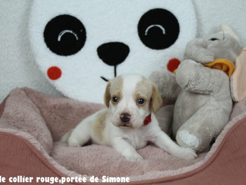 m rougeIMG_7695