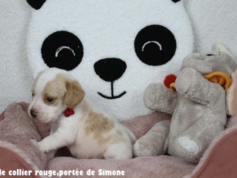 m rougeIMG_7706