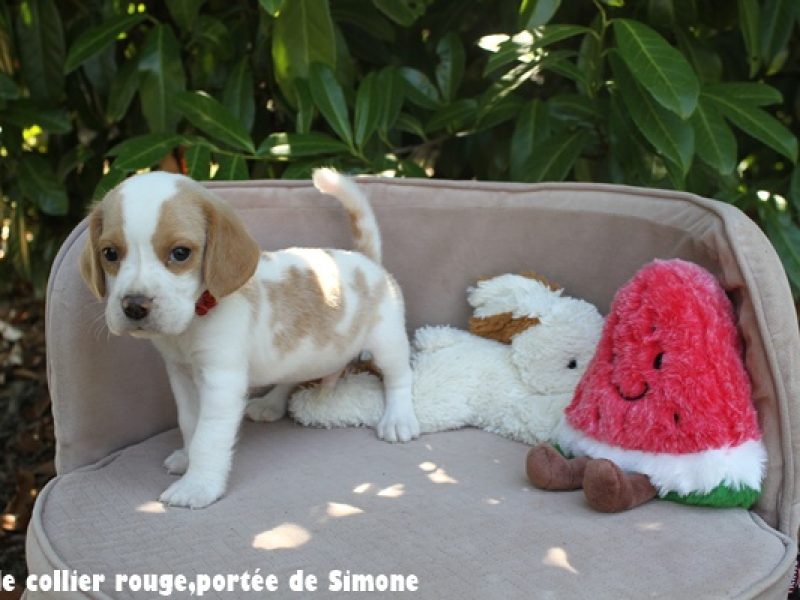 m rougeIMG_8379