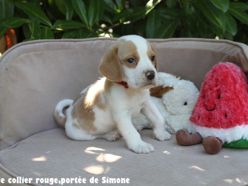 m rougeIMG_8386