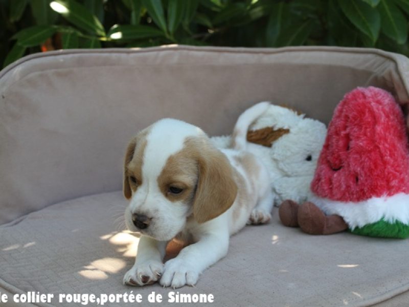 m rougeIMG_8388