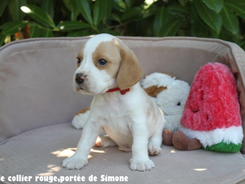 m rougeIMG_8390