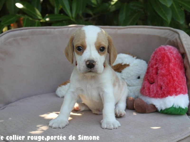 m rougeIMG_8391