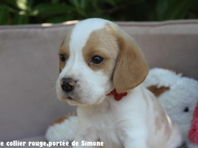 m rougeIMG_8400