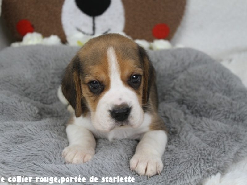 m rougeIMG_8691