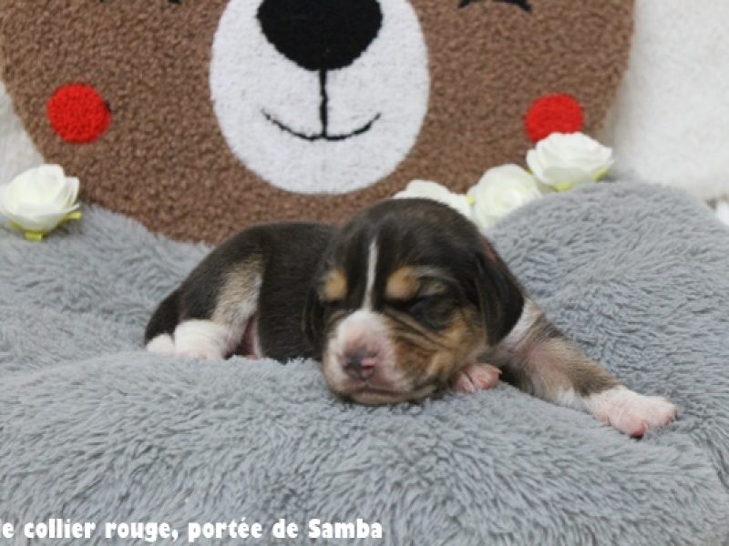 m rougeIMG_9416