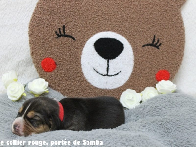 m rougeIMG_9418