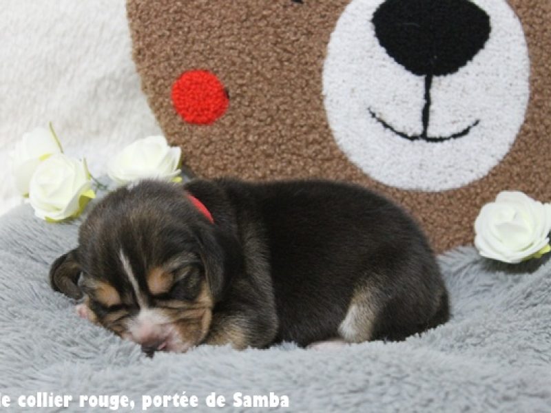 m rougeIMG_9427