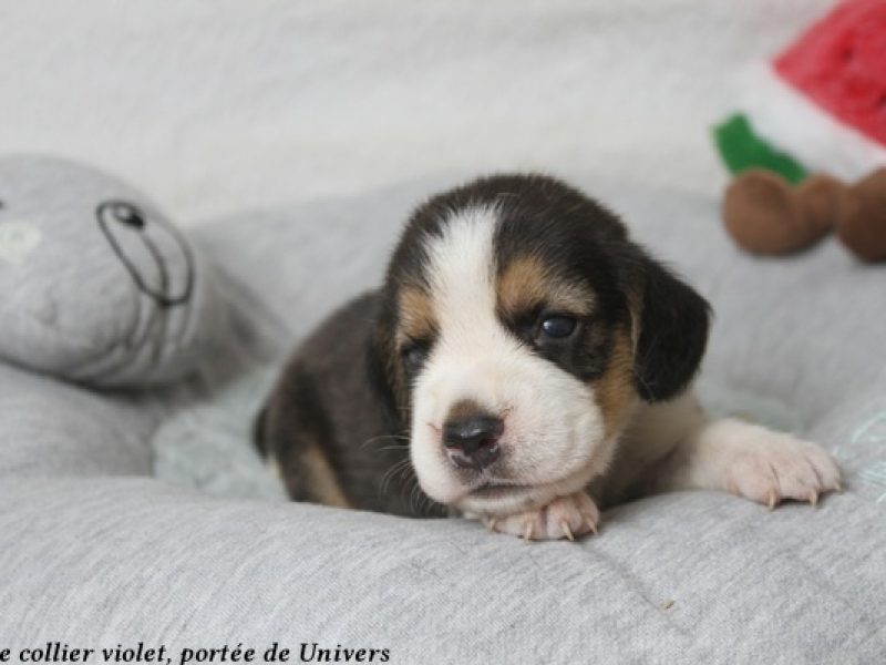 m violetIMG_0363