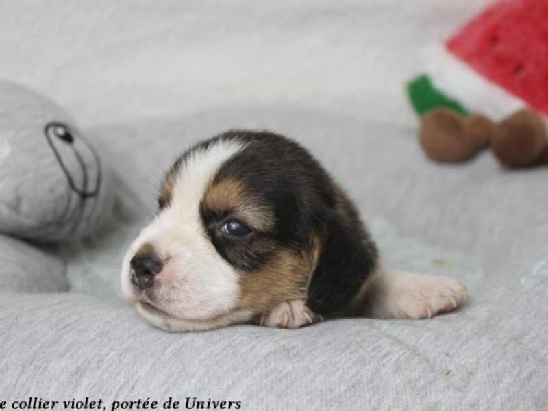 m violetIMG_0367