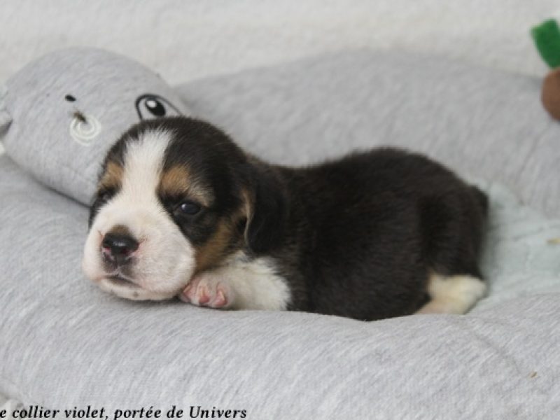 m violetIMG_0368