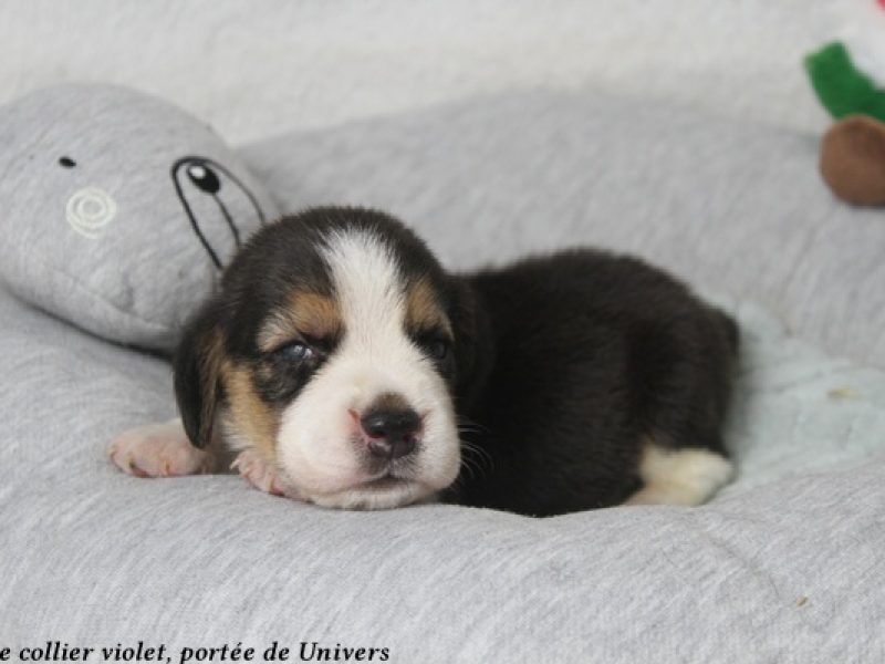 m violetIMG_0369
