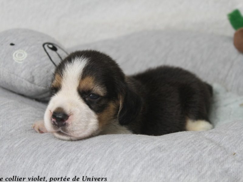m violetIMG_0371