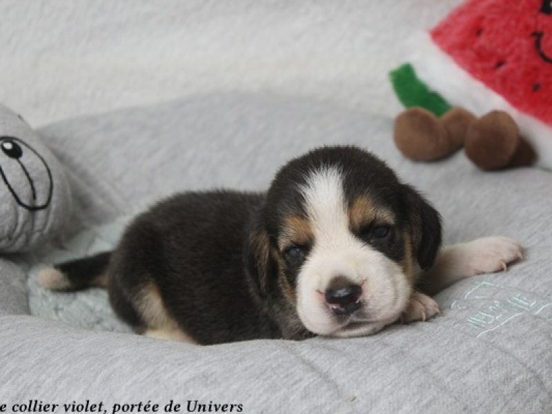 m violetIMG_0373