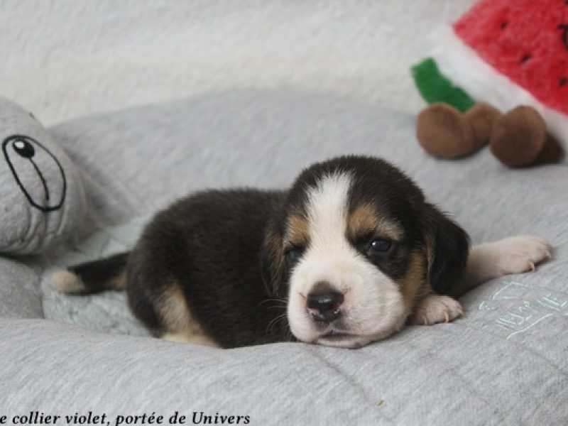 m violetIMG_0374