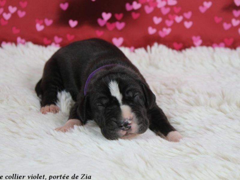 m violetIMG_6468