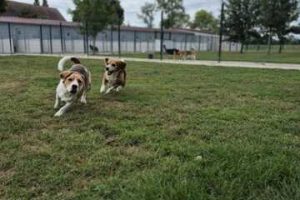 pension-canine-dehors