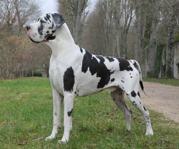 MCH Ramses des Terres Andalouses