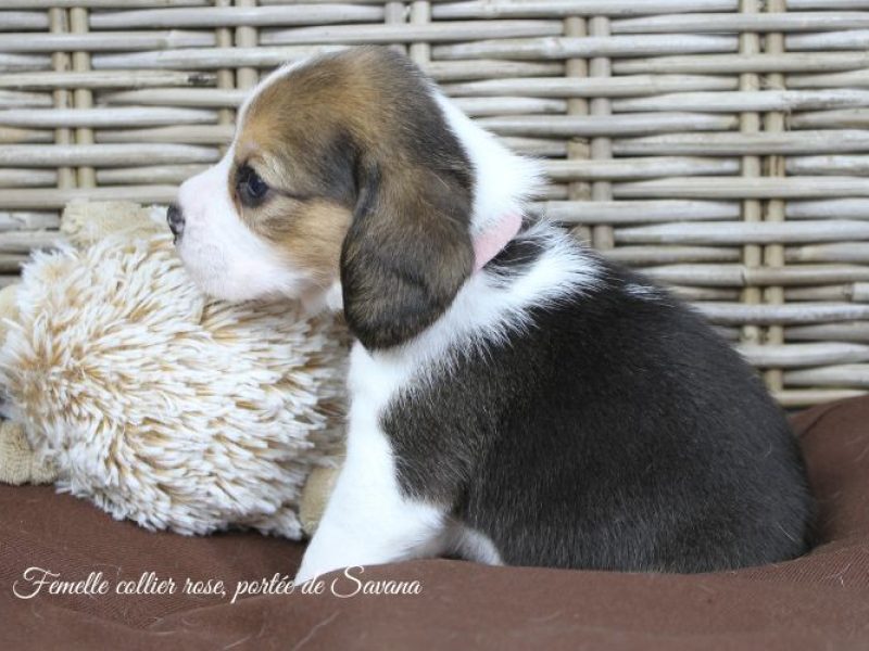 savana-femelle-rose3