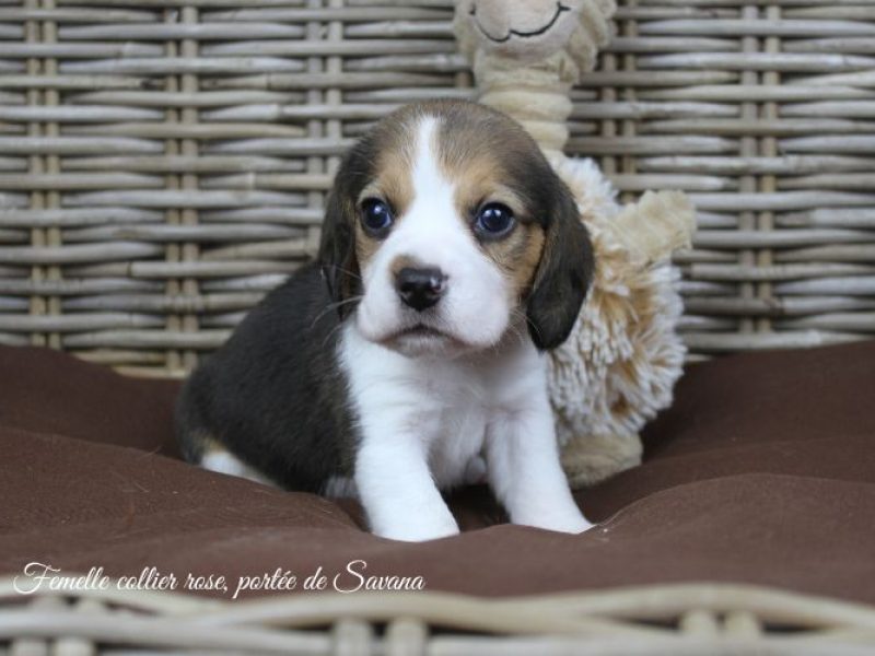 savana-femelle-rose5