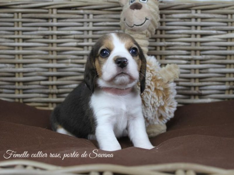 savana-femelle-rose6