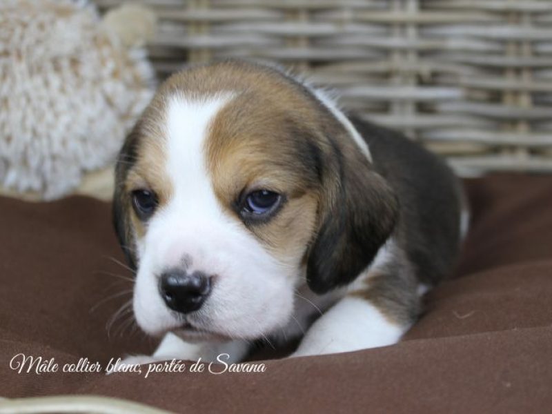 savana-male-blanc1