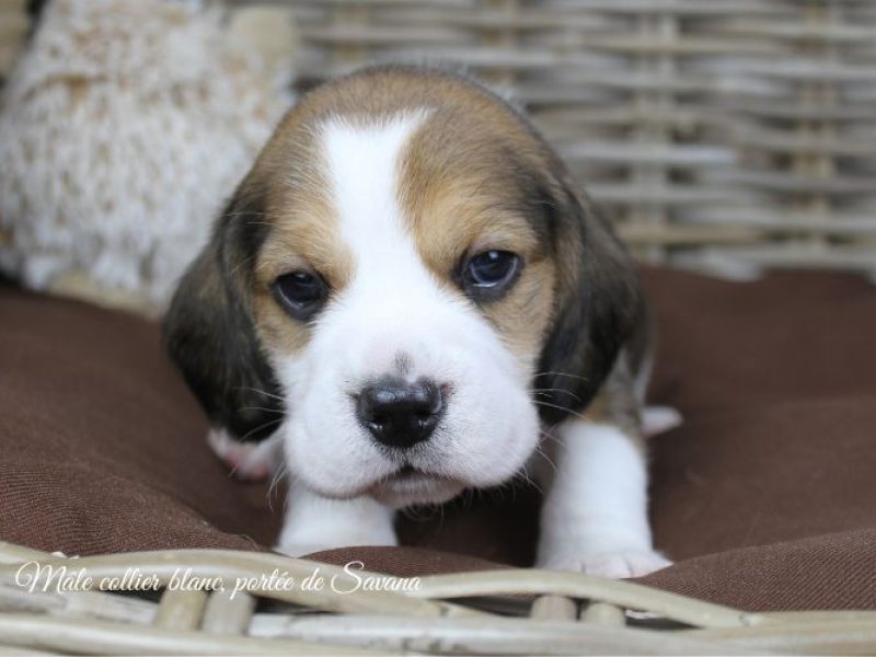 savana-male-blanc2
