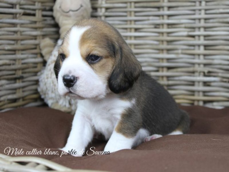 savana-male-blanc3