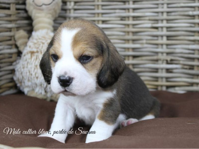 savana-male-blanc4