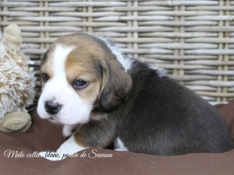 savana-male-blanc5
