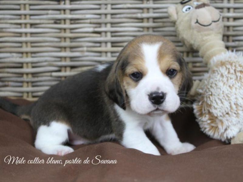 savana-male-blanc6
