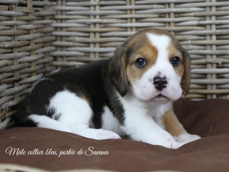 savana-male-bleu1