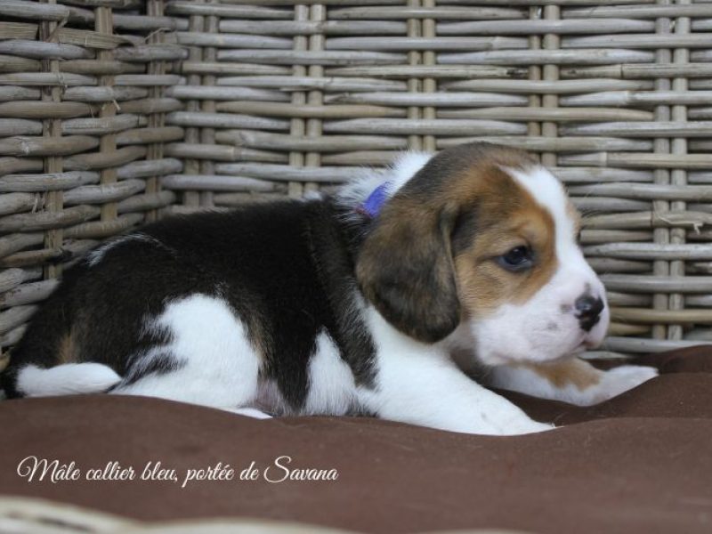 savana-male-bleu2