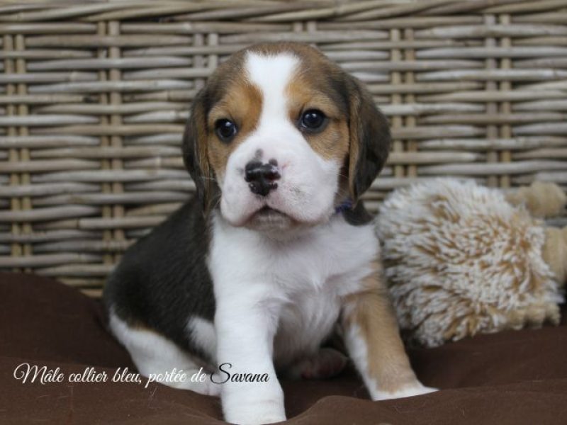 savana-male-bleu3