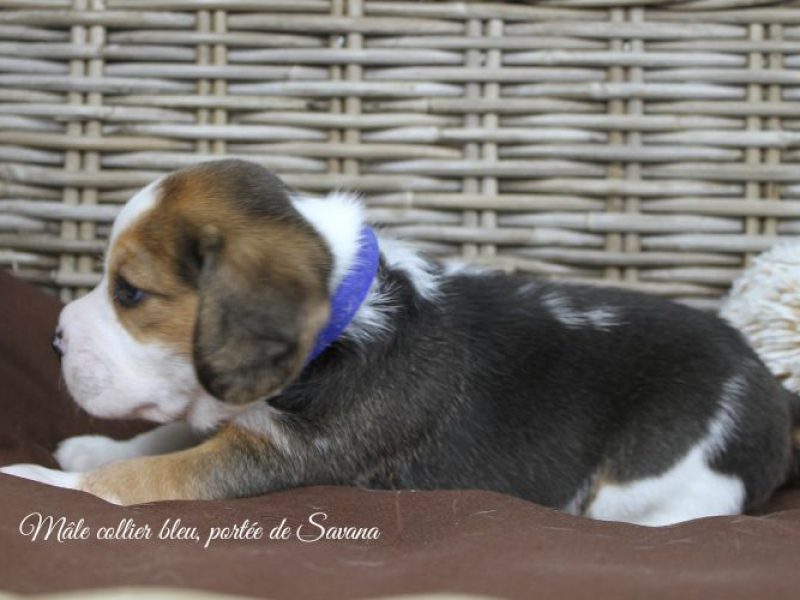 savana-male-bleu4