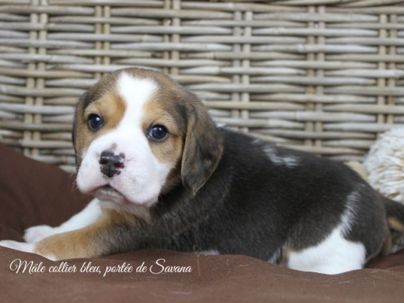 savana-male-bleu5