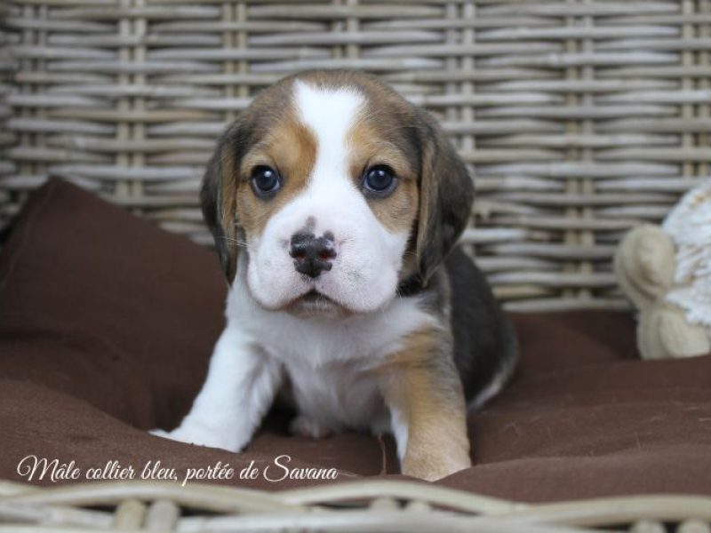 savana-male-bleu6