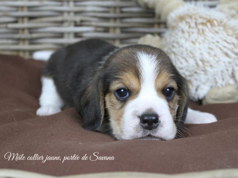 savana-male-jaune1