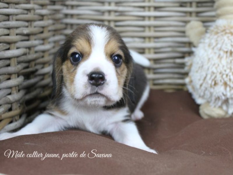 savana-male-jaune2