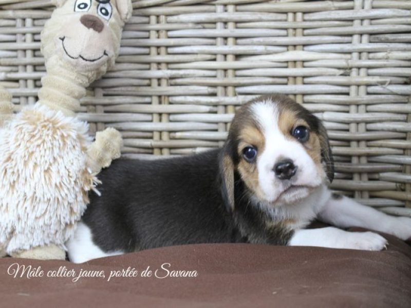 savana-male-jaune3