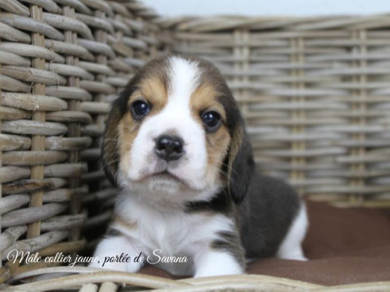 savana-male-jaune4