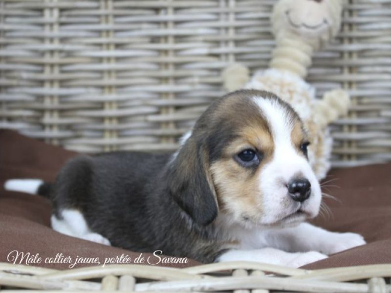 savana-male-jaune5