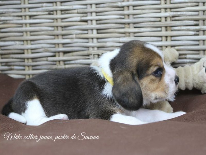 savana-male-jaune6