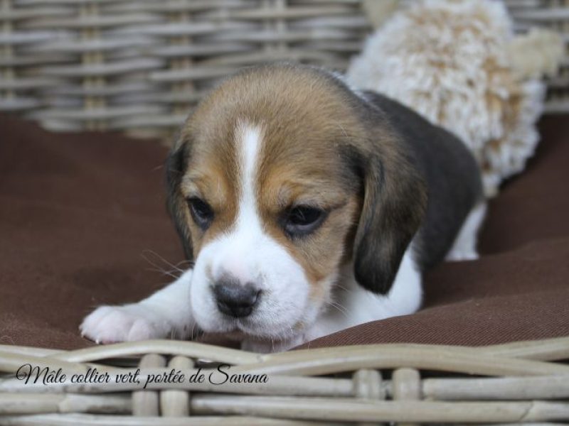 savana-male-vert1